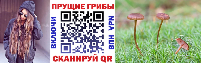 купить Сковородино Псилоцибиновые грибы Psilocybine cubensis